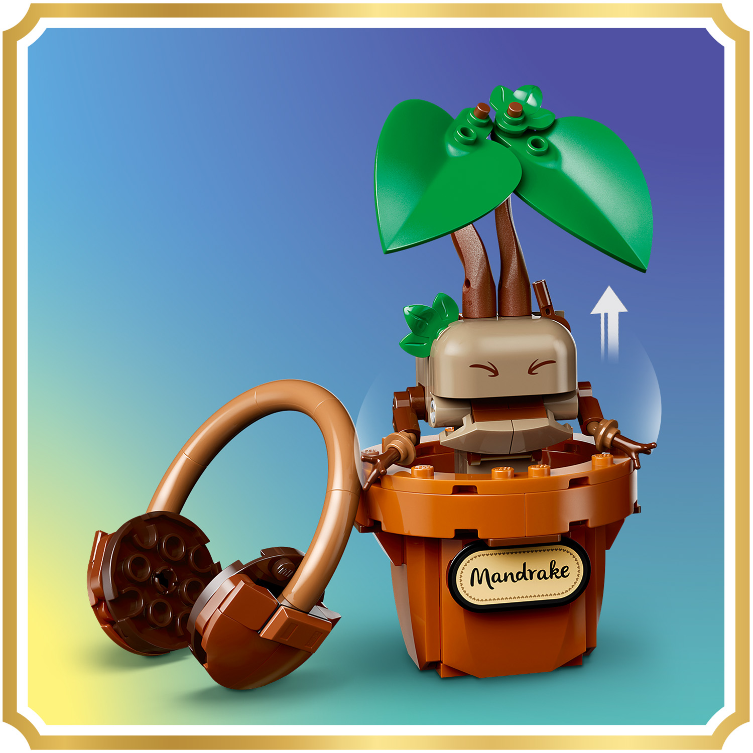 Mandragora